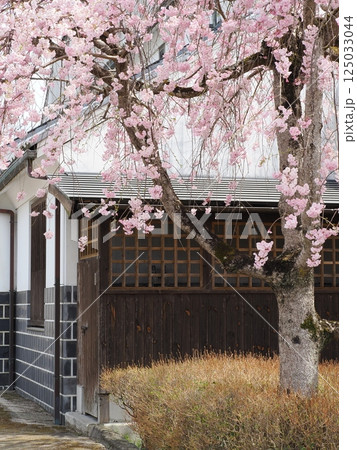 満開のしだれ桜 125033044