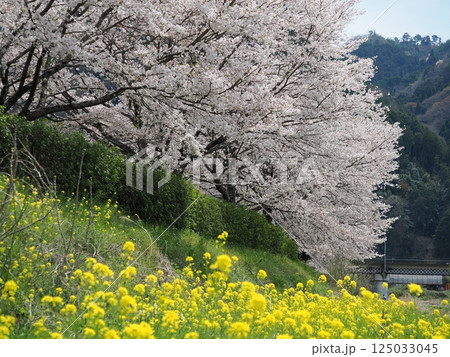 桜と菜の花 125033045