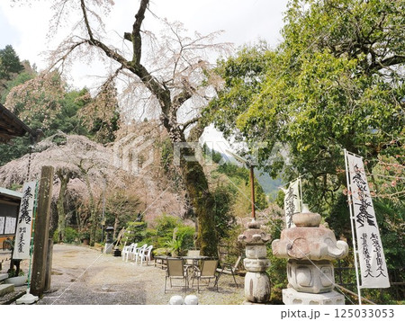 山梨県 境内に咲くしだれ桜 3月 山梨県 境内に咲くしだれ桜 3月 125033053