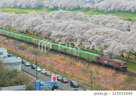 満開の一目千本桜と福山レールエクスプレスの共演 満開の一目千本桜と福山レールエクスプレスの共演 125033094