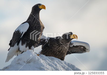 青空や雪上を飛翔するオオワシやオジロワシなどの猛禽類 125033355