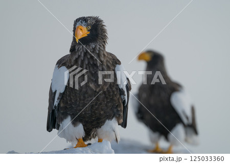 青空や雪上を飛翔するオオワシやオジロワシなどの猛禽類 125033360