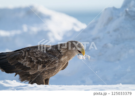 青空や雪上を飛翔するオオワシやオジロワシなどの猛禽類 125033379