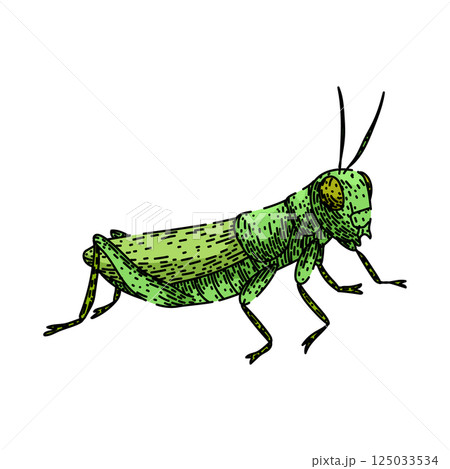 herbivore grasshopper sketch hand drawn vector 125033534