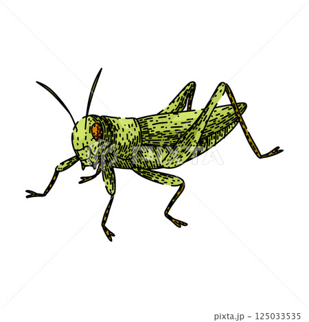antennae grasshopper sketch hand drawn vector 125033535