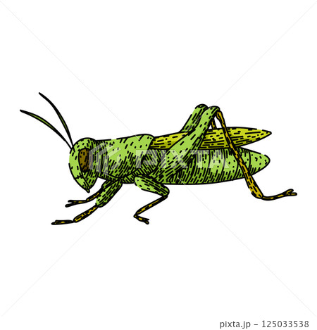 jumping grasshopper sketch hand drawn vector 125033538