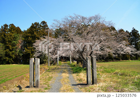 埼玉県鴻巣市滝馬室　桜咲く氷川神社 125033576