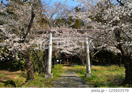 埼玉県鴻巣市滝馬室　桜咲く氷川神社 125033579