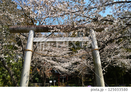 埼玉県鴻巣市滝馬室　桜咲く氷川神社 125033580
