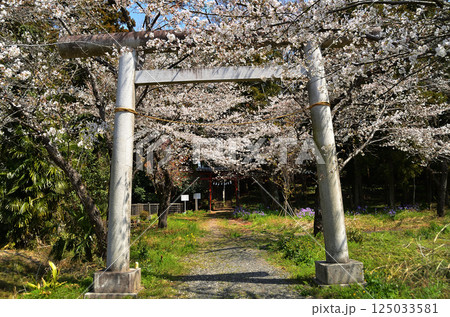 埼玉県鴻巣市滝馬室　桜咲く氷川神社 125033581
