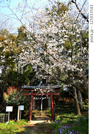 埼玉県鴻巣市滝馬室 桜咲く氷川神社 埼玉県鴻巣市滝馬室 桜咲く氷川神社 125033583