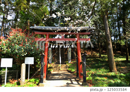 埼玉県鴻巣市滝馬室 桜咲く氷川神社 埼玉県鴻巣市滝馬室 桜咲く氷川神社 125033584