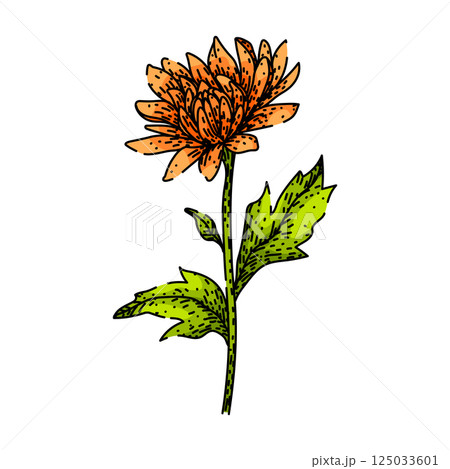 garden chrysanthemum sketch hand drawn vector 125033601