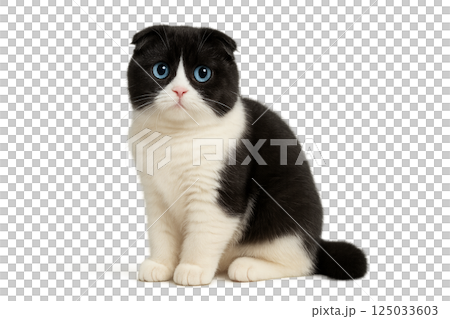 Scottish Fold Kitten Black and White Scottish Fold Kitten Black and White 125033603