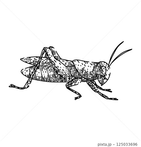 jumping grasshopper sketch hand drawn vector 125033696