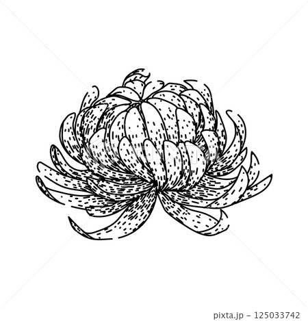 flower chrysanthemum sketch hand drawn vector flower chrysanthemum sketch hand drawn vector 125033742