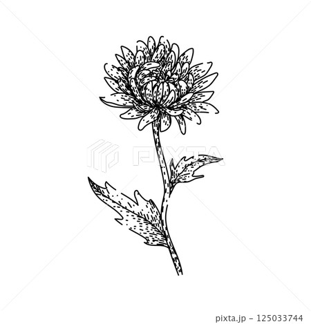 perennial chrysanthemum sketch hand drawn vector 125033744