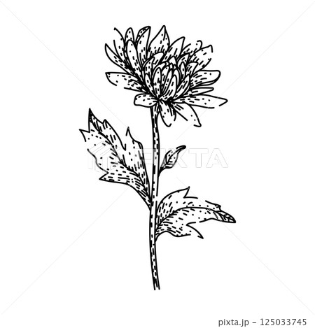 garden chrysanthemum sketch hand drawn vector garden chrysanthemum sketch hand drawn vector 125033745
