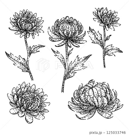 chrysanthemum set sketch hand drawn vector 125033746