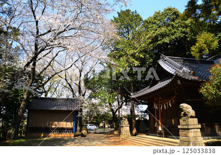 埼玉県鴻巣市滝馬室の氷川神社 拝殿横の大木のスダジイと桜 埼玉県鴻巣市滝馬室の氷川神社 拝殿横の大木のスダジイと桜 125033838
