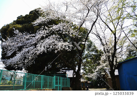 埼玉県鴻巣市滝馬室の氷川神社　拝殿横の大木のスダジイと桜 125033839