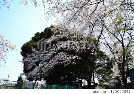 埼玉県鴻巣市滝馬室の氷川神社 拝殿横の大木のスダジイと桜 埼玉県鴻巣市滝馬室の氷川神社 拝殿横の大木のスダジイと桜 125033841