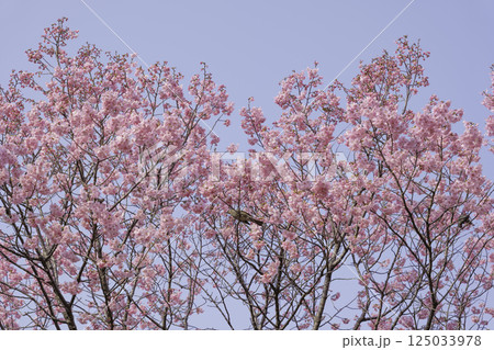 桜と青空、爽やかで明るい春の風景 桜と青空、爽やかで明るい春の風景 125033978