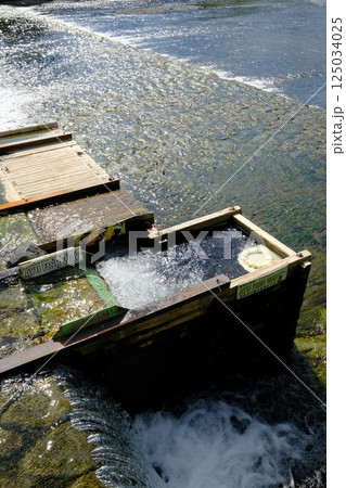 鴨川の丸太町の魚道 125034025