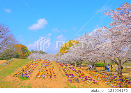 兵庫県姫路市、色とりどりの花が咲くシロトピア記念公園の風景 125034176