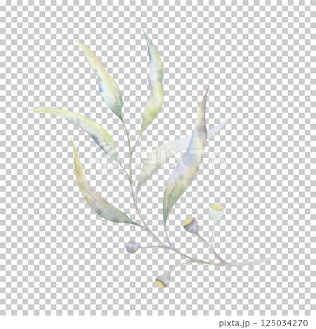 Watercolor eucalyptus branch with airy leaves and fruits. Hand-painted botanical illustration of a soft transparent greenery. Perfect for natural designs, cosmetic packaging, eco-friendly projects Watercolor eucalyptus branch with airy leaves and fruits. Hand-painted botanical illustration of a soft transparent greenery. Perfect for natural designs, cosmetic packaging, eco-friendly projects 125034270