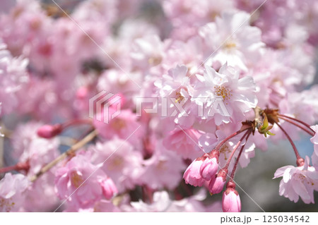 枝垂れ桜の花 枝垂れ桜の花 125034542