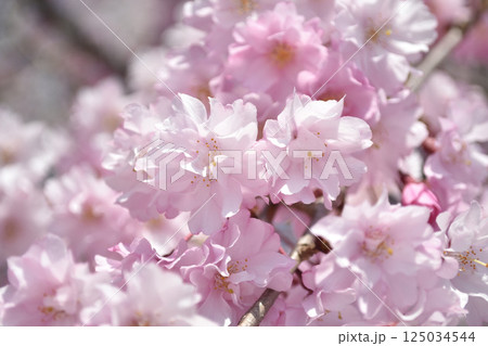 春の訪れを告げる満開の桜 125034544