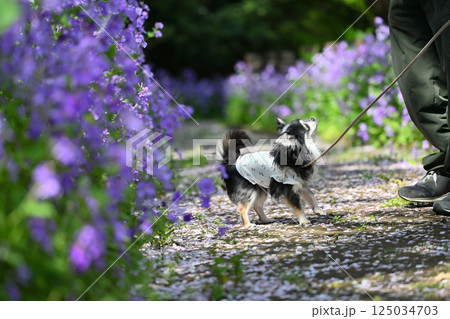 愛犬と散歩 ムラサキハナナが咲く遊歩道 ロングコートチワワ 愛犬と散歩 ムラサキハナナが咲く遊歩道 ロングコートチワワ 125034703
