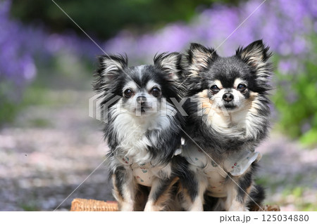 2匹のチワワ ムラサキハナナが咲く公園で散歩 2匹のチワワ ムラサキハナナが咲く公園で散歩 125034880