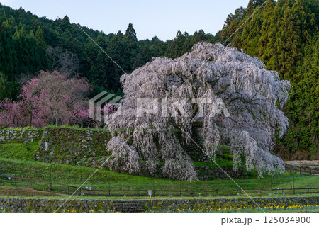 満開の又兵衛桜 満開の又兵衛桜 125034900