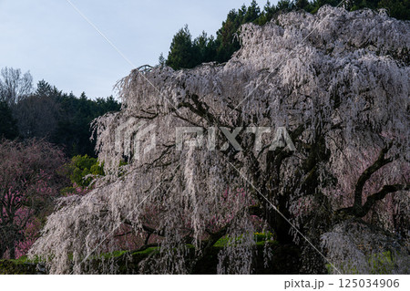 満開の又兵衛桜 満開の又兵衛桜 125034906