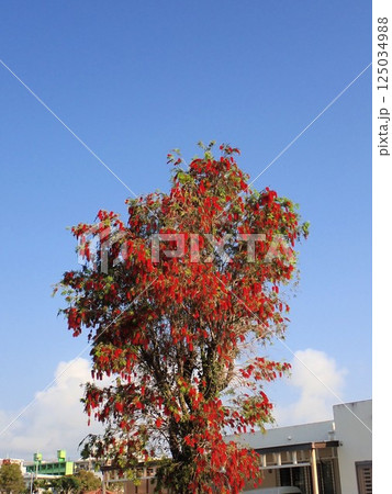 うりずんの晴天に鮮紅色のブラシノキの花が満開でした 125034988