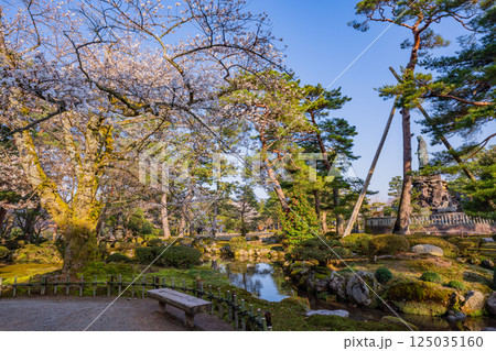 （石川県）桜が咲いた兼六園 125035160