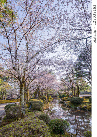 (石川県)桜が咲いた兼六園 (石川県)桜が咲いた兼六園 125035163
