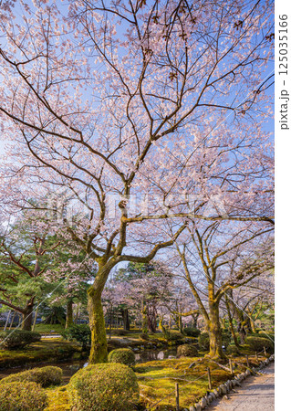 (石川県)桜が咲いた兼六園 (石川県)桜が咲いた兼六園 125035166