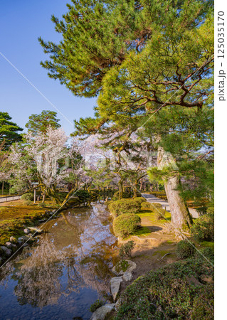 （石川県）桜が咲いた兼六園 125035170