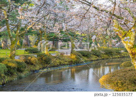 （石川県）桜が咲いた兼六園 125035177