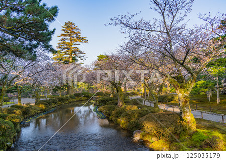 （石川県）桜が咲いた兼六園 125035179