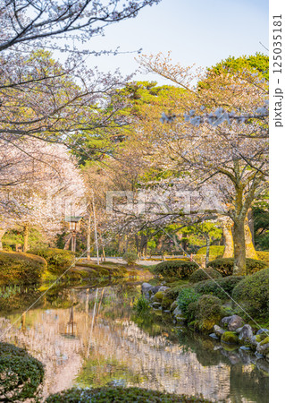 (石川県)桜が咲いた兼六園 (石川県)桜が咲いた兼六園 125035181