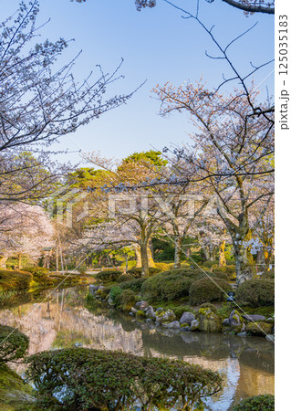 (石川県)桜が咲いた兼六園 (石川県)桜が咲いた兼六園 125035183
