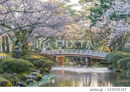 （石川県）桜が咲いた兼六園 125035187