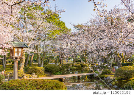 (石川県)桜が咲いた兼六園 (石川県)桜が咲いた兼六園 125035193