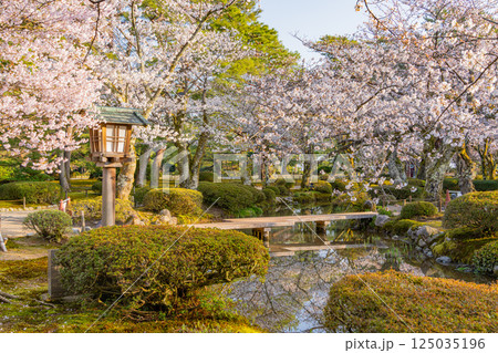 （石川県）桜が咲いた兼六園 125035196