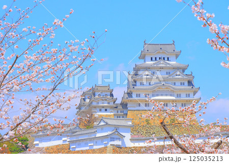 兵庫県姫路市、満開の桜と姫路城の風景 125035213