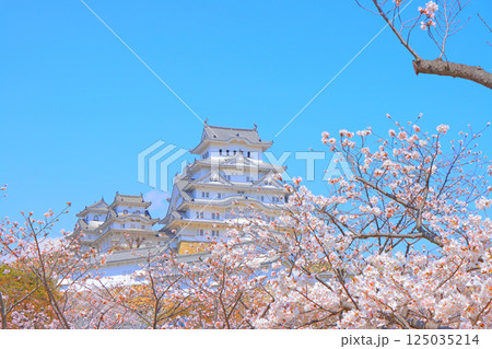 兵庫県姫路市、満開の桜と姫路城の風景 125035214